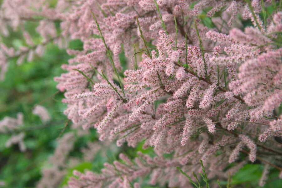 Tamaris de france Tamarix gallica arbuste Tamarix gallica arbuste