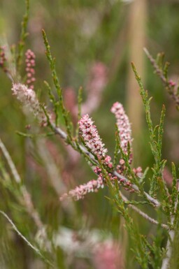 Tamaris Tamarix parviflora arbuste Tamarix parviflora arbuste