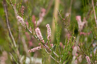 Tamaris Tamarix parviflora arbuste Tamarix parviflora arbuste