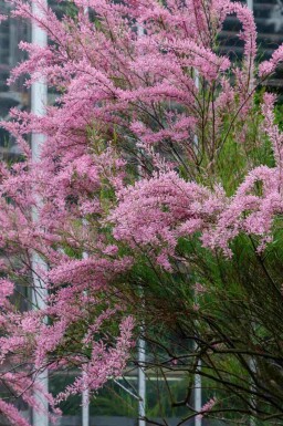 Tamaris Tamarix ramosissima arbuste Tamarix ramosissima arbuste