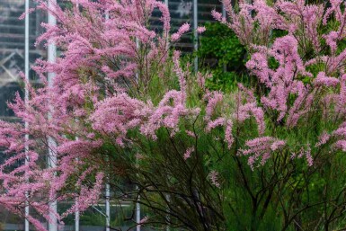 Tamaris Tamarix ramosissima arbuste Tamarix ramosissima arbuste