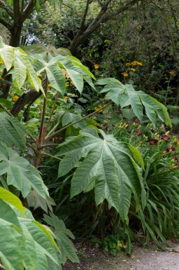 Arbre à papier Tetrapanax papyrifer 'Rex' arbuste Tetrapanax papyrifer 'Rex' arbuste