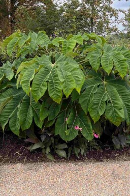Arbre à papier Tetrapanax papyrifer 'Rex' arbuste Tetrapanax papyrifer 'Rex' arbuste