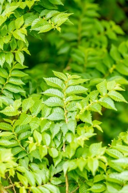 Ormeau Ulmus minor 'Jacqueline Hillier' arbuste Ulmus minor 'Jacqueline Hillier'