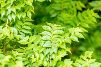 Ormeau Ulmus minor 'Jacqueline Hillier' arbuste Ulmus minor 'Jacqueline Hillier'
