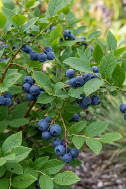Vaccinium corymbosum 'Goldtraube' arbuste