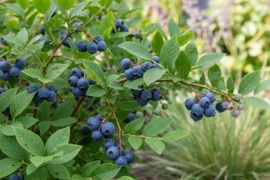 Vaccinium corymbosum 'Goldtraube' arbuste