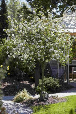 Viorne de burkwood Viburnum burkwoodii arbuste Viburnum burkwoodii arbuste