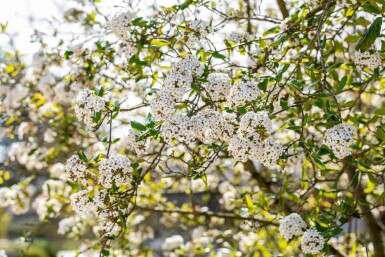 Viorne de burkwood Viburnum burkwoodii arbuste Viburnum burkwoodii arbuste