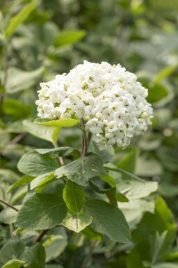 Viorne boule de neige Viburnum carlcephalum arbuste Viburnum carlcephalum arbuste