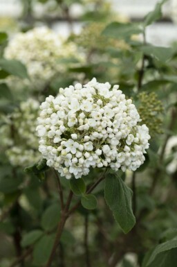 Viorne boule de neige Viburnum carlcephalum arbuste Viburnum carlcephalum arbuste