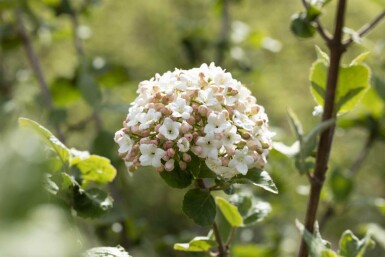 Viorne de carles Viburnum carlesii 'Aurora' arbuste Viburnum carlesii 'Aurora' arbuste