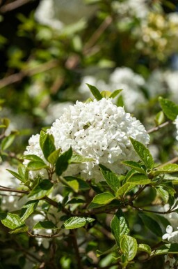Viorne Viburnum 'Eskimo' arbuste Viburnum 'Eskimo'