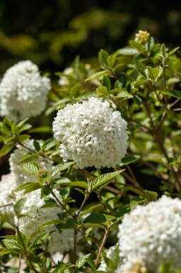 Viorne Viburnum 'Eskimo' arbuste Viburnum 'Eskimo'