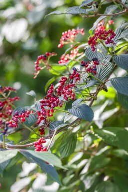 Viorne Viburnum lantana arbuste Viburnum lantana arbuste