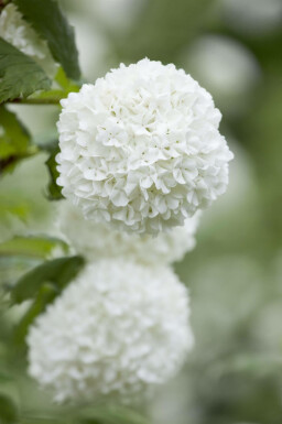 Boule de neige Viburnum opulus arbuste Viburnum opulus arbuste