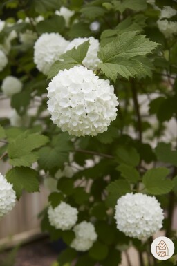 Viburnum opulus arbuste 60-100 cm racines nues