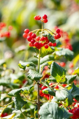 Boule de neige Viburnum opulus 'Compactum' arbuste Viburnum opulus 'Compactum' arbuste