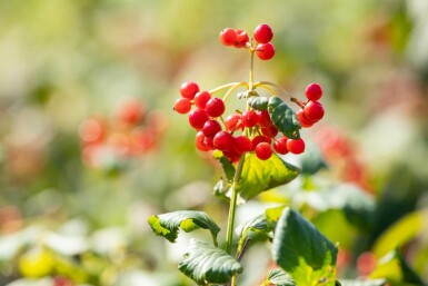 Boule de neige Viburnum opulus 'Compactum' arbuste Viburnum opulus 'Compactum' arbuste
