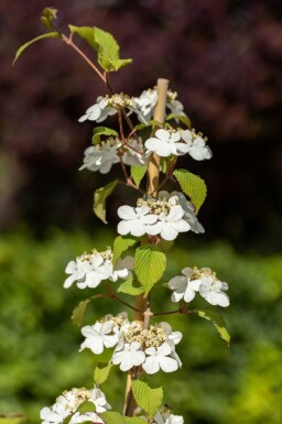 Boule de neige japonaise Viburnum plicatum 'Kilimandjaro' arbuste Viburnum plicatum 'Kilimandjaro' arbuste