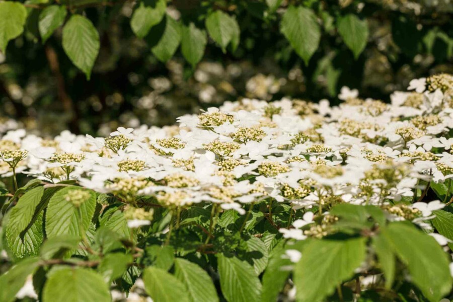 Boule de neige japonaise Viburnum plicatum 'Kilimandjaro' arbuste Viburnum plicatum 'Kilimandjaro' arbuste