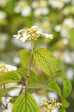 Boule de neige japonaise Viburnum plicatum 'Kilimandjaro' arbuste Viburnum plicatum 'Kilimandjaro' arbuste