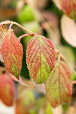 Boule de neige japonaise Viburnum plicatum 'Kilimandjaro' arbuste Viburnum plicatum 'Kilimandjaro' arbuste