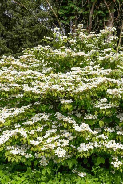 Viorne plissée Viburnum plicatum 'Kilimandjaro Sunrise' arbuste Viburnum plicatum 'Kilimandjaro Sunrise' arbuste