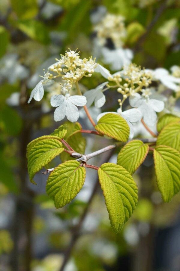 Viorne plissée Viburnum plicatum 'Kilimandjaro Sunrise' arbuste Viburnum plicatum 'Kilimandjaro Sunrise' arbuste