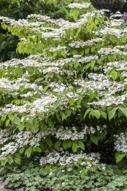 Viorne japonaise Viburnum plicatum 'Mariesii' arbuste Viburnum plicatum 'Mariesii' arbuste