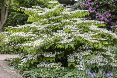Viorne japonaise Viburnum plicatum 'Mariesii' arbuste Viburnum plicatum 'Mariesii' arbuste