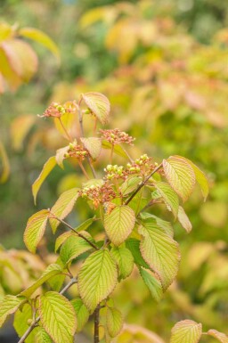 Viorne du japon Viburnum plicatum 'Tomentosum' arbuste Viburnum plicatum 'Tomentosum' arbuste