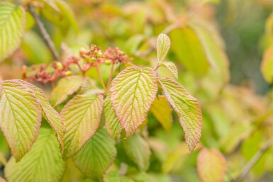 Viorne du japon Viburnum plicatum 'Tomentosum' arbuste Viburnum plicatum 'Tomentosum' arbuste
