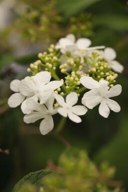 Viorne plissée Viburnum plicatum 'Watanabe' arbuste Viburnum plicatum 'Watanabe'