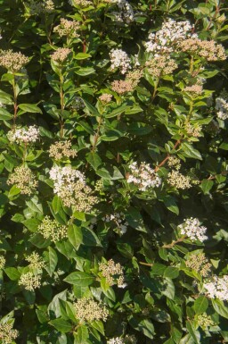 Viorne tin Viburnum tinus 'Eve Price' arbuste Viburnum tinus 'Eve Price' arbuste