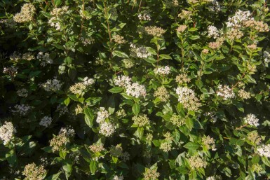 Viorne tin Viburnum tinus 'Eve Price' arbuste Viburnum tinus 'Eve Price' arbuste
