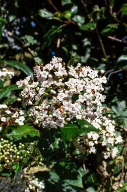 Viorne tin Viburnum tinus 'Gwenllian' arbuste Viburnum tinus 'Gwenllian' arbuste