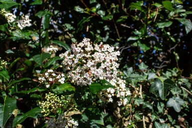 Viorne tin Viburnum tinus 'Gwenllian' arbuste Viburnum tinus 'Gwenllian' arbuste