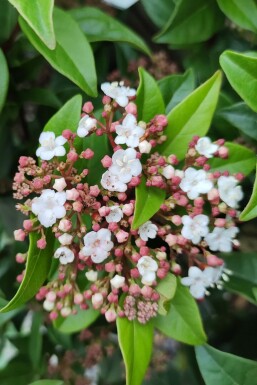 Viorne tin Viburnum tinus 'Spirit' arbuste Viburnum tinus 'Spirit' arbuste
