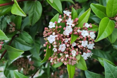 Viorne tin Viburnum tinus 'Spirit' arbuste Viburnum tinus 'Spirit' arbuste