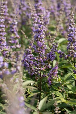 Gattilier Vitex agnus-castus arbuste Vitex agnus-castus
