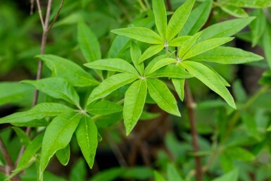 Gattilier Vitex agnus-castus arbuste Vitex agnus-castus
