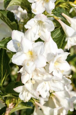 Weigélia Weigela 'Candida' arbuste Weigela 'Candida' arbuste