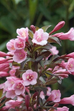 Weigela florida 'Nana Purpurea'