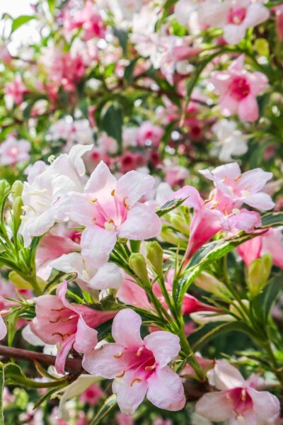 Weigélia Weigela florida 'Variegata' arbuste Weigela florida 'Variegata' arbuste