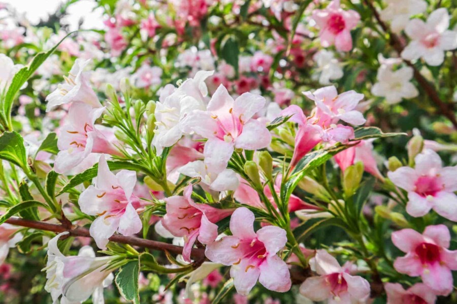 Weigélia Weigela florida 'Variegata' arbuste Weigela florida 'Variegata' arbuste