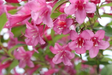 Weigélia Weigela 'Rosea' arbuste Weigela 'Rosea' arbuste