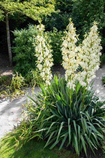 Yucca filamenteux Yucca filamentosa arbuste Yucca filamentosa arbuste