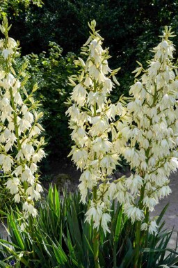 Yucca filamenteux Yucca filamentosa arbuste Yucca filamentosa arbuste