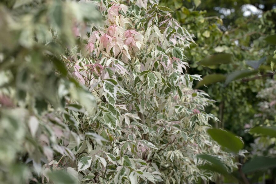 Érable negundo Acer negundo 'Flamingo' arbuste 40-50 C3 Acer negundo 'Flamingo' arbuste 40-50 cm